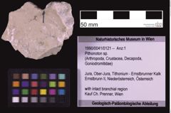 Foto (Objekt + Etiketten) von Pithonoton sp. (NHMW-GEO-1990-0041-0121)